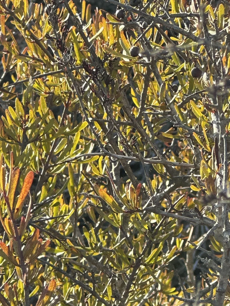 Cneoridium Dumosum