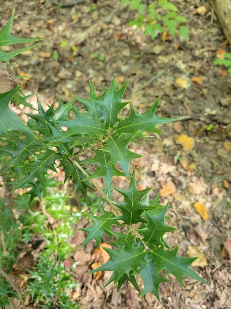 Osmanthus Heterophyllus