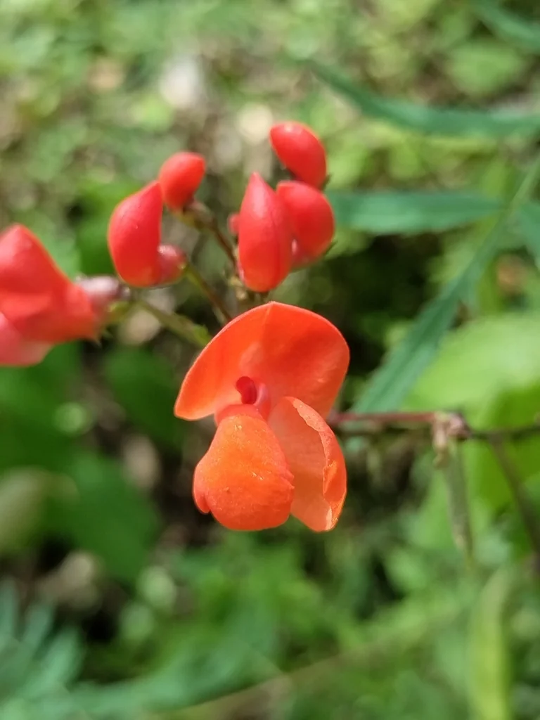 Phaseolus Coccineus