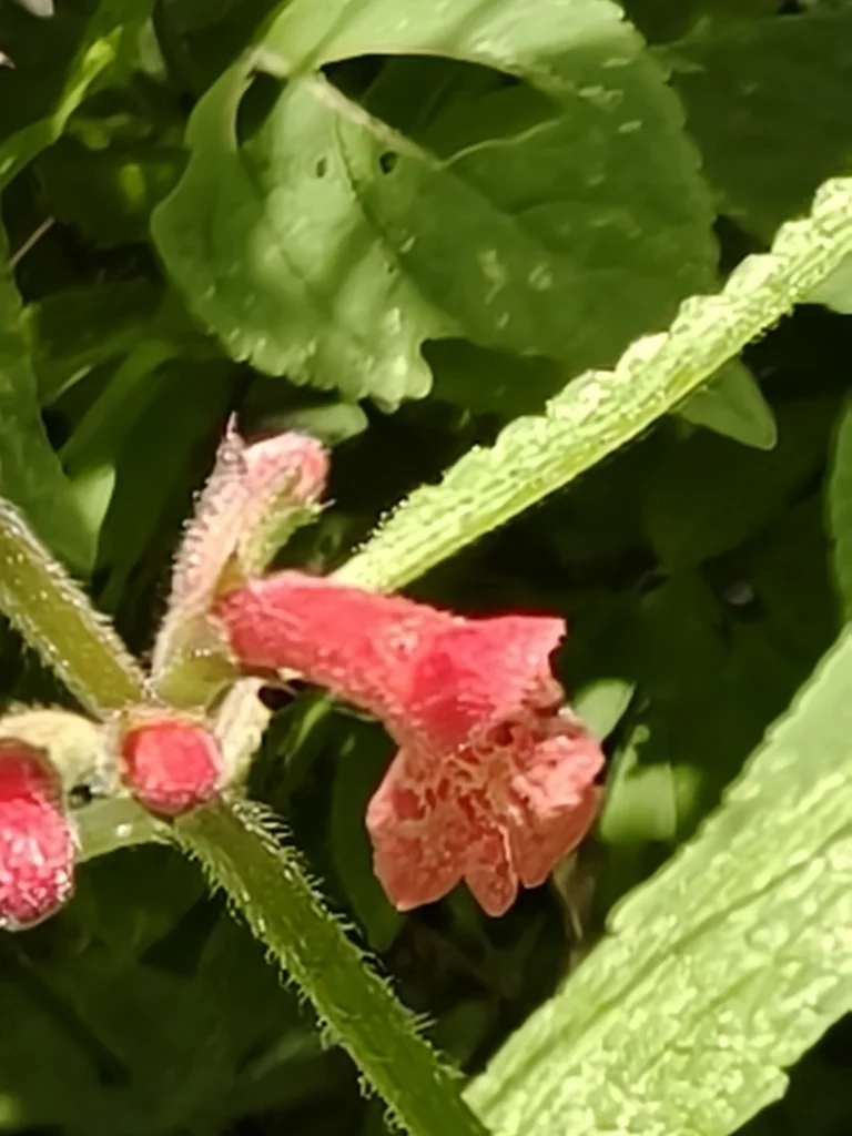 Stachys Coccinea
