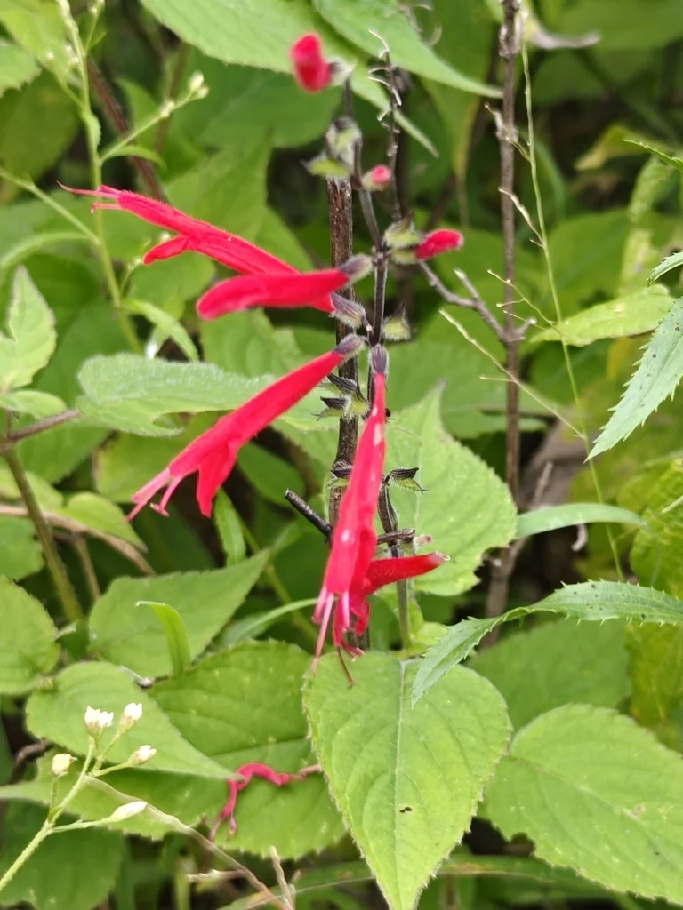 Salvia Elegans