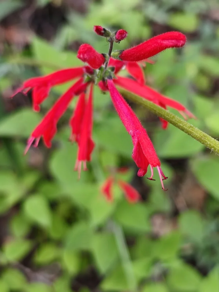 Salvia Elegans