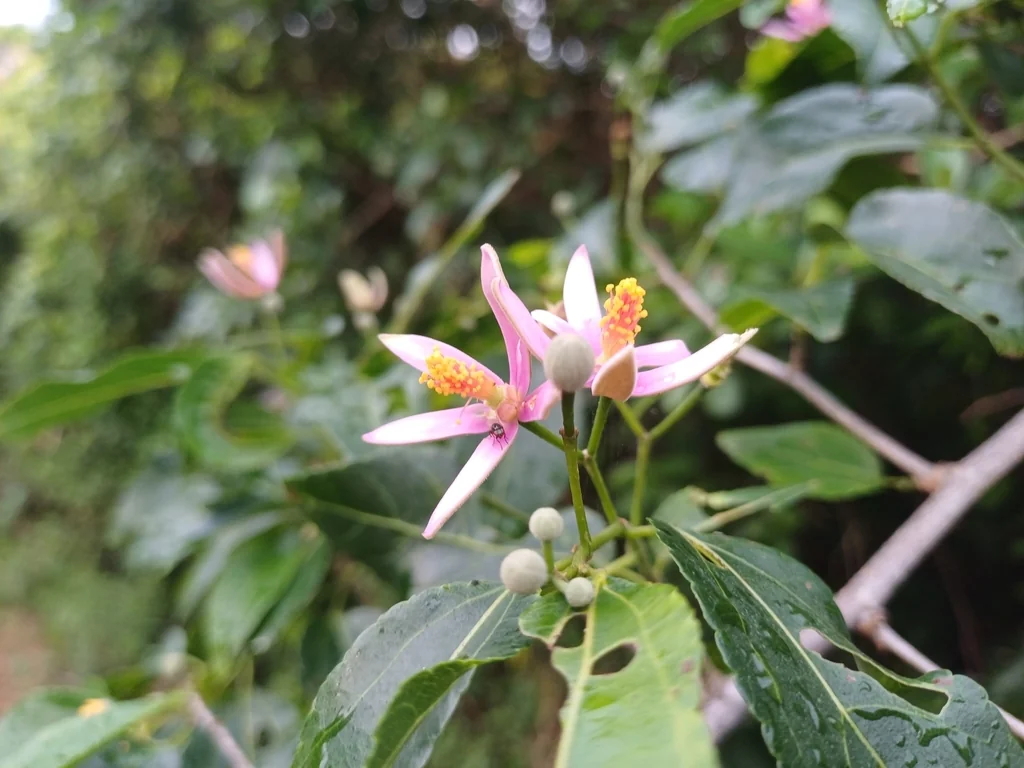 Grewia Occidentalis