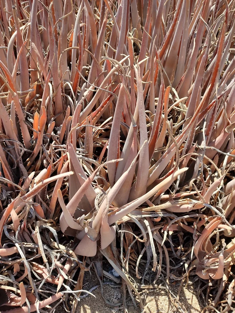 Aloe Vera