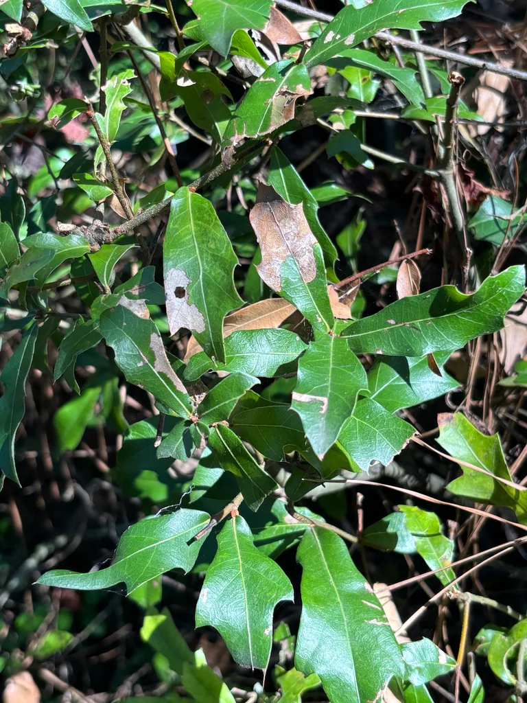 Quercus Hemisphaerica