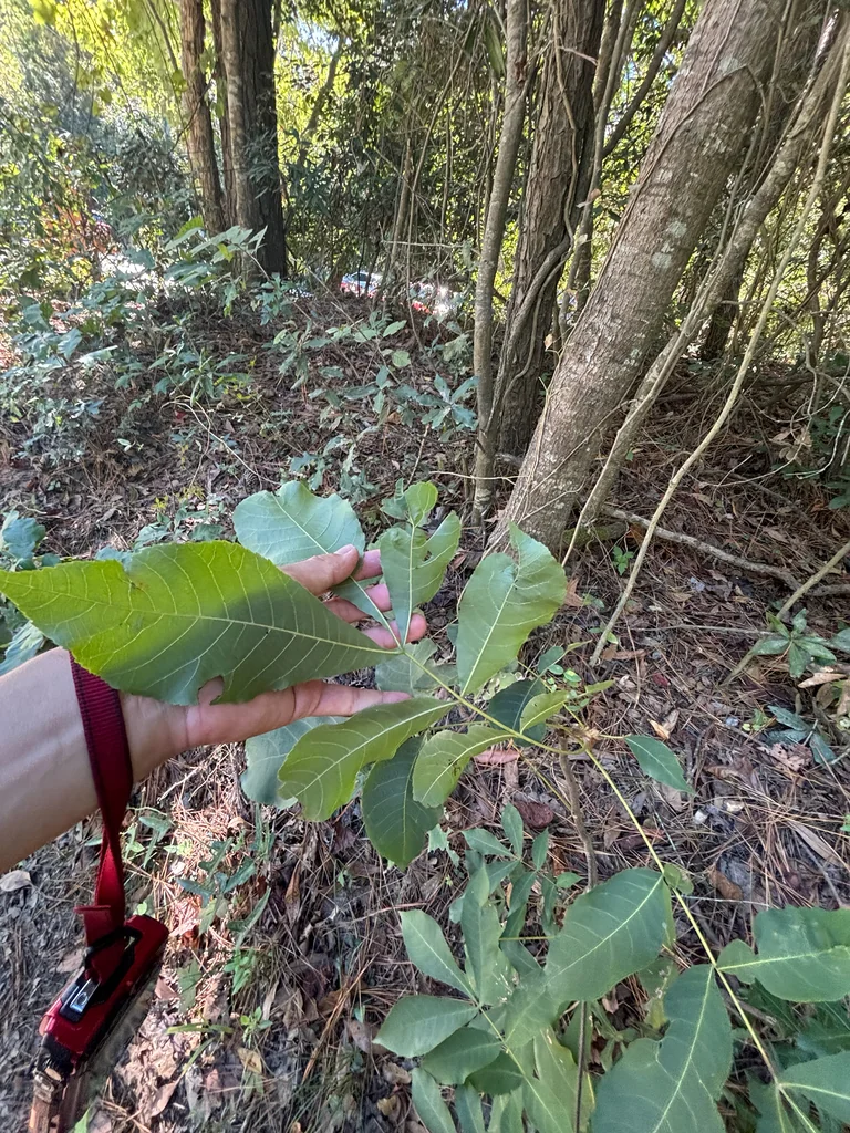 Carya Glabra