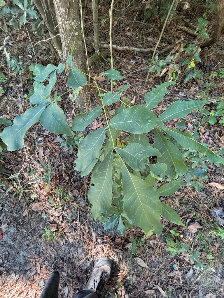 Carya Glabra