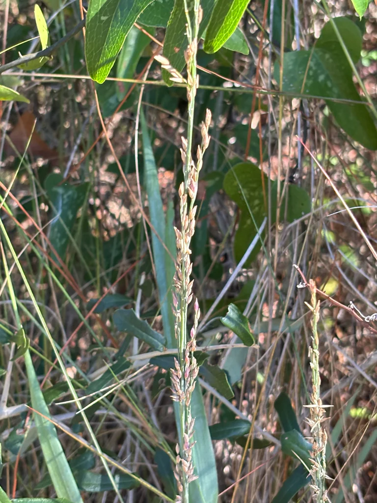 Panicum Amarum