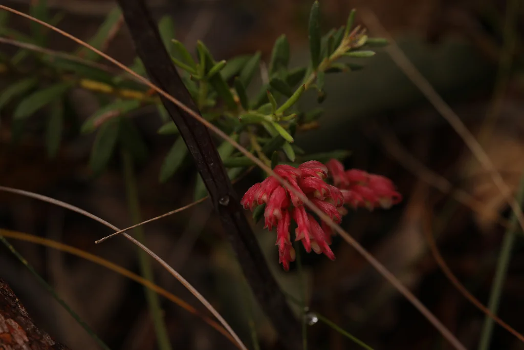 Grevillea Lavandulacea