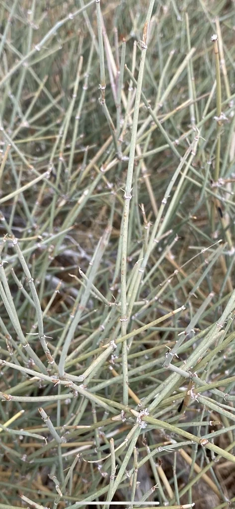 Ephedra Nevadensis
