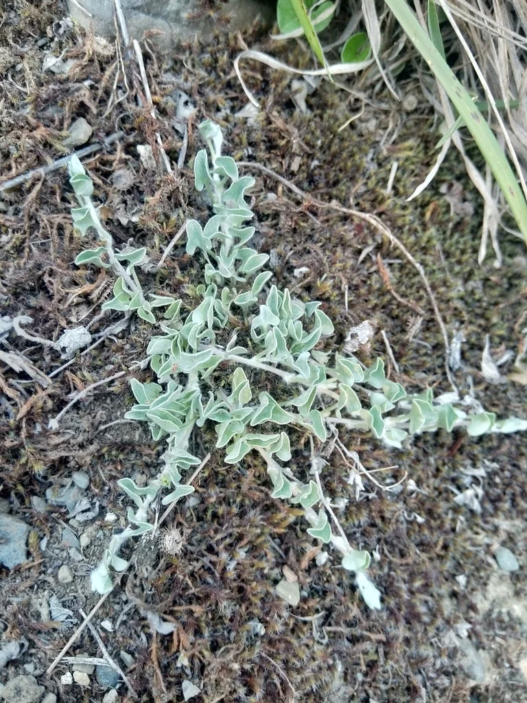 Dichondra argentea
