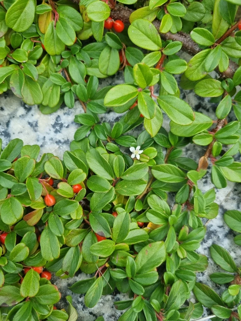 Cotoneaster Dammeri
