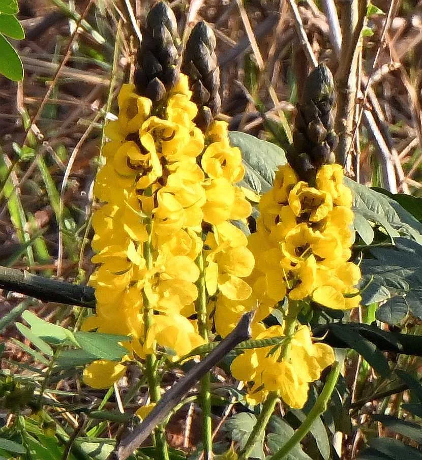 Senna Didymobotrya