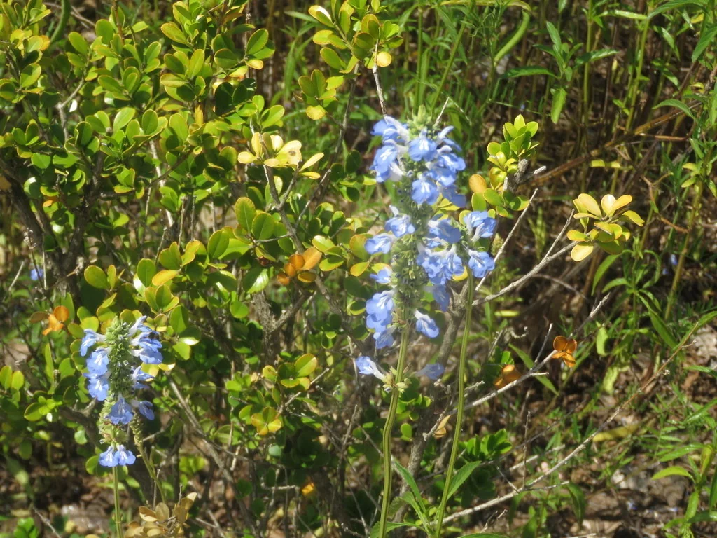 Salvia Uliginosa