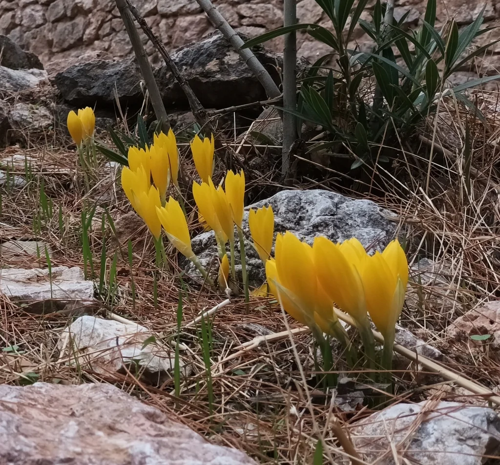 Sternbergia lutea