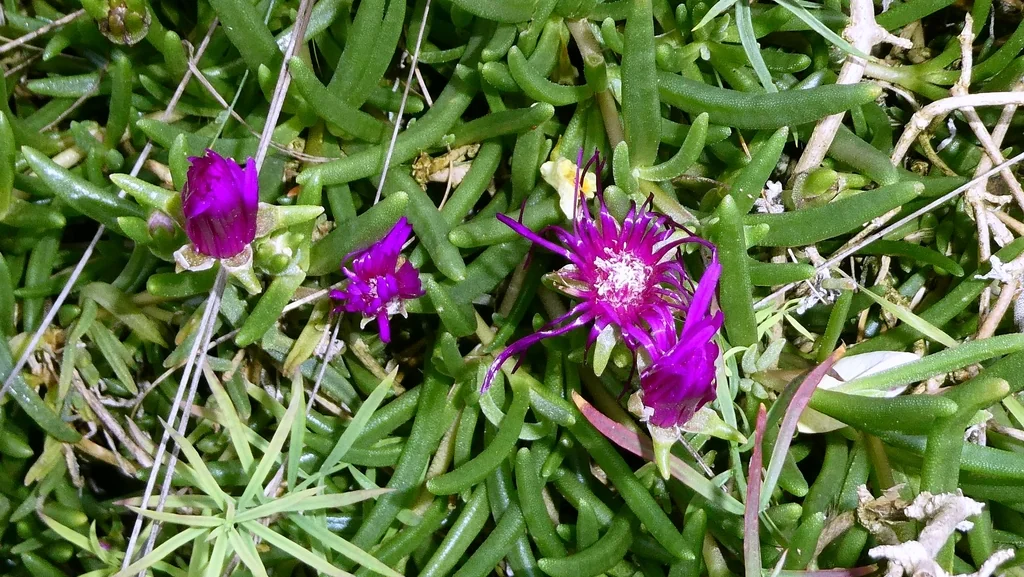 Delosperma Cooperi