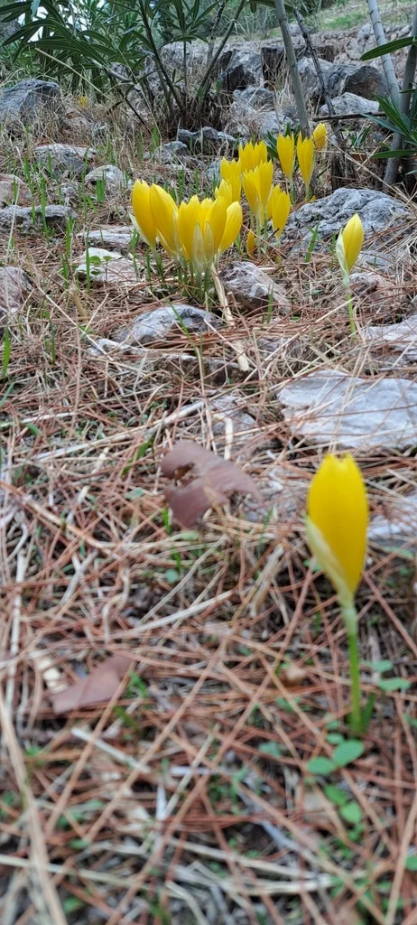 Sternbergia lutea