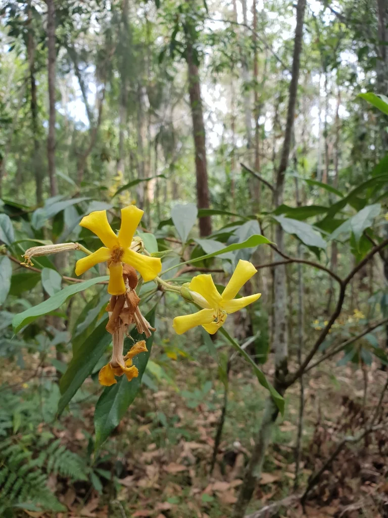 Hymenosporum Flavum