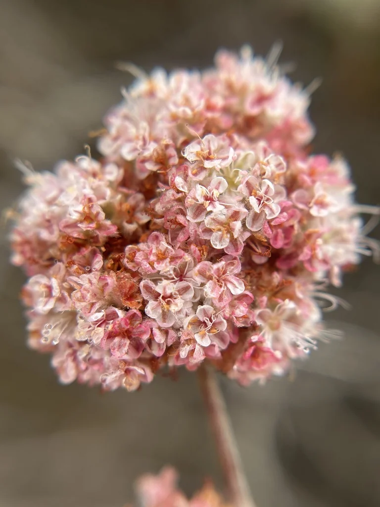 Eriogonum Cinereum