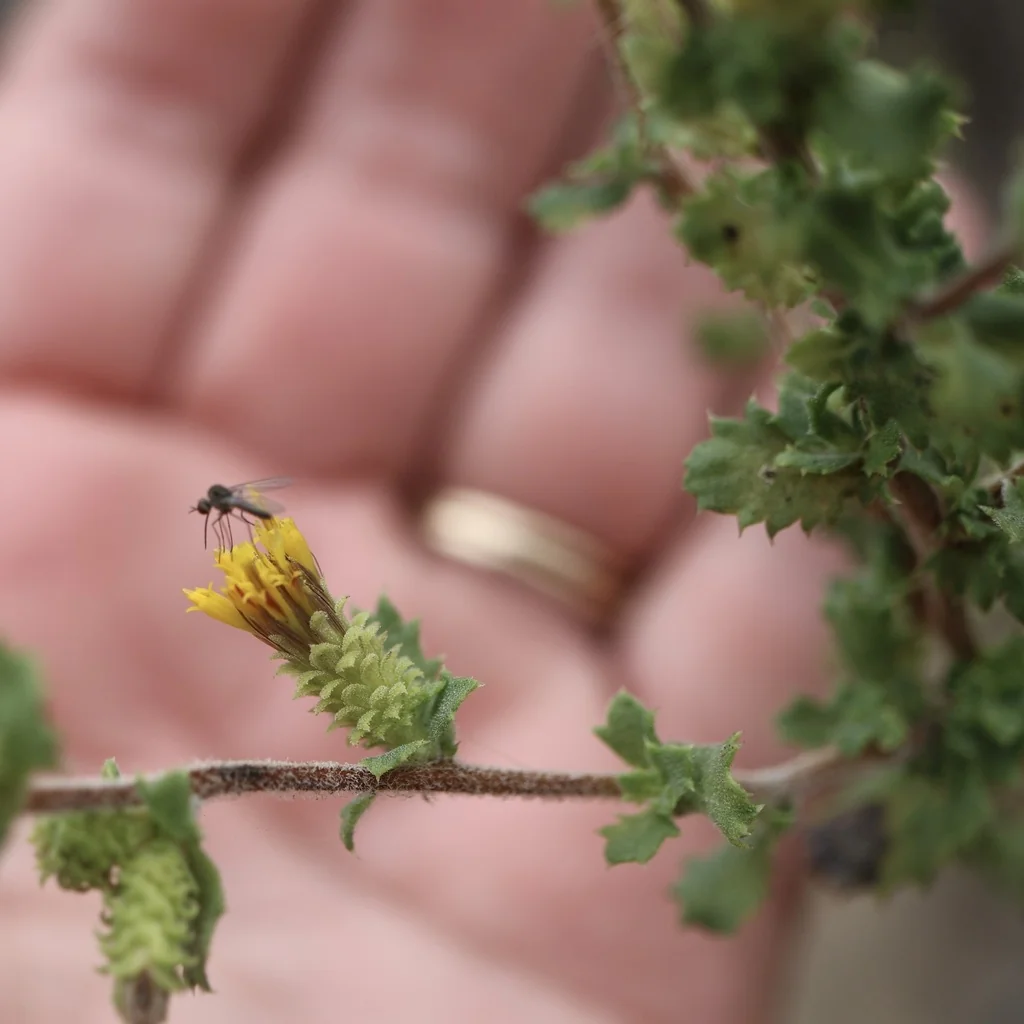 Hazardia squarrosa