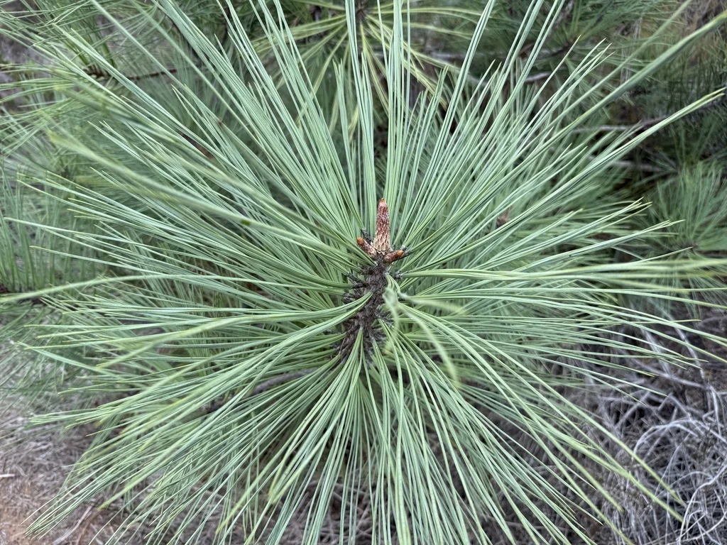 Pinus Torreyana