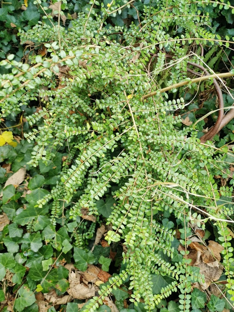 Lonicera Nitida