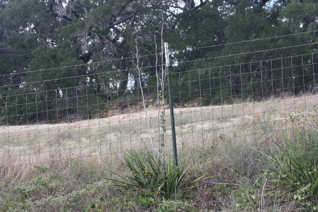 Yucca Rupicola