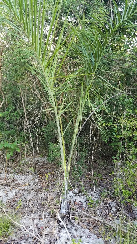 Pseudophoenix Sargentii