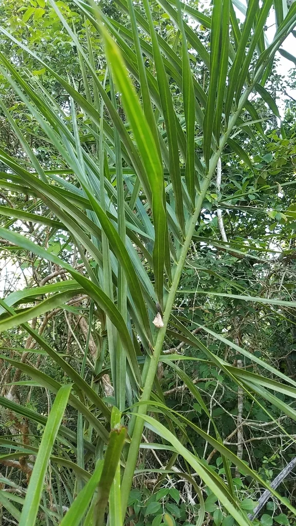 Pseudophoenix Sargentii