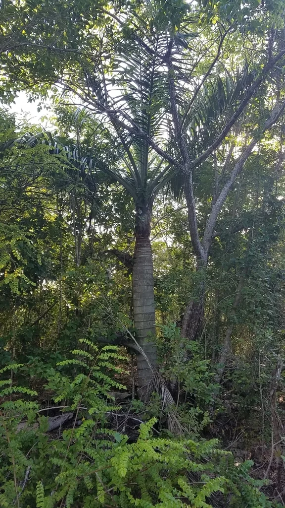 Pseudophoenix Sargentii