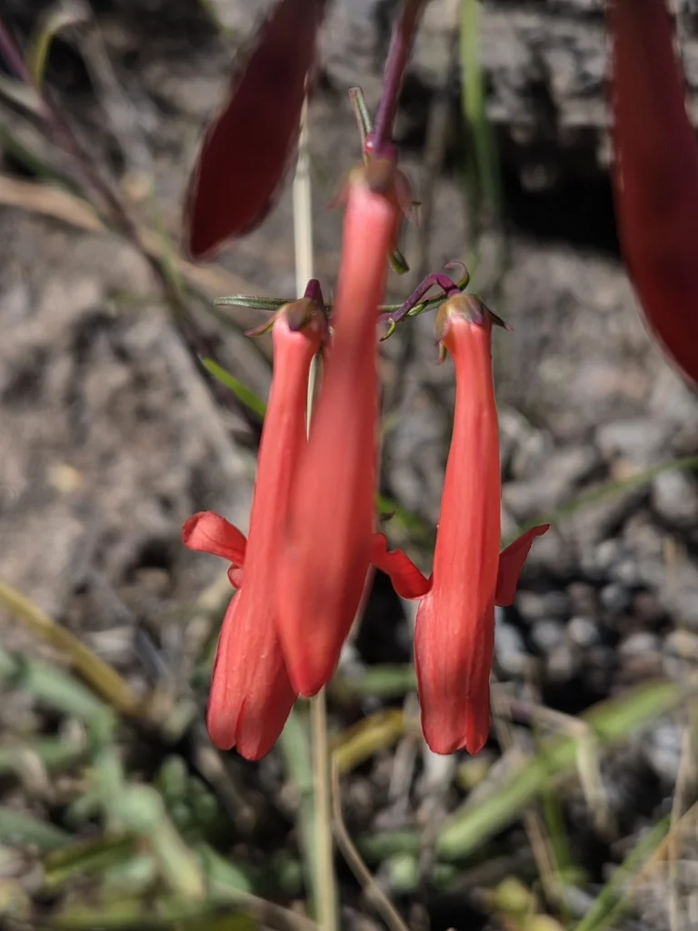 Penstemon barbatus