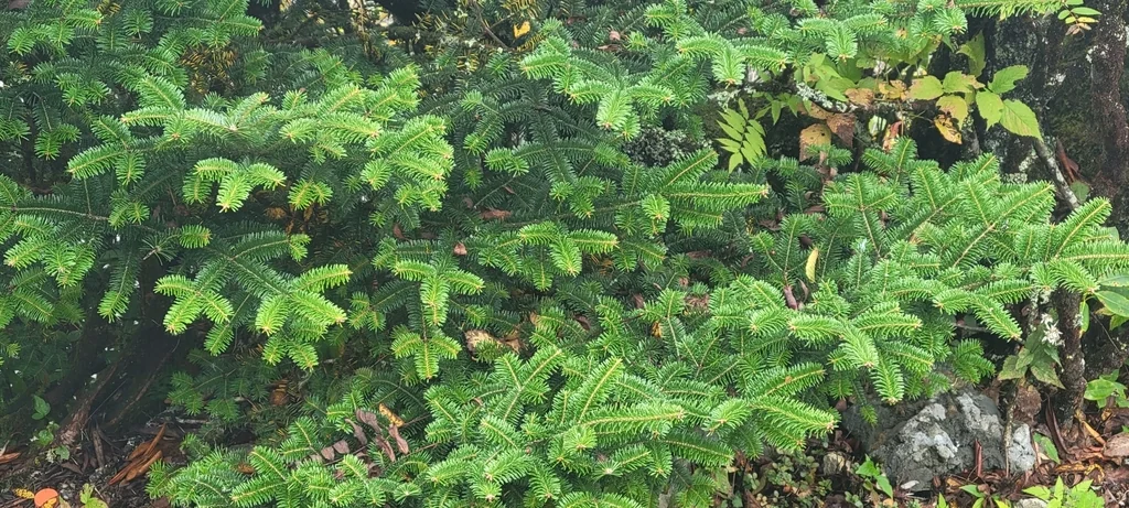 Abies Fraseri
