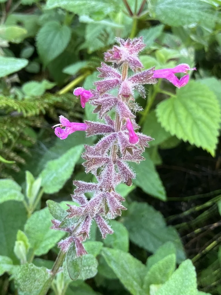 Stachys chamissonis