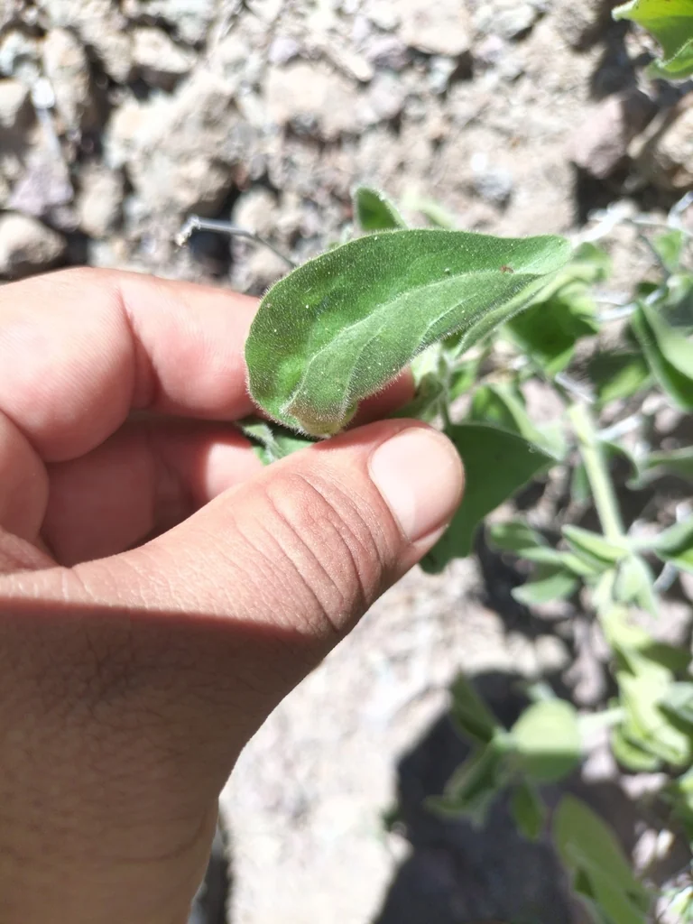 Ruellia Californica