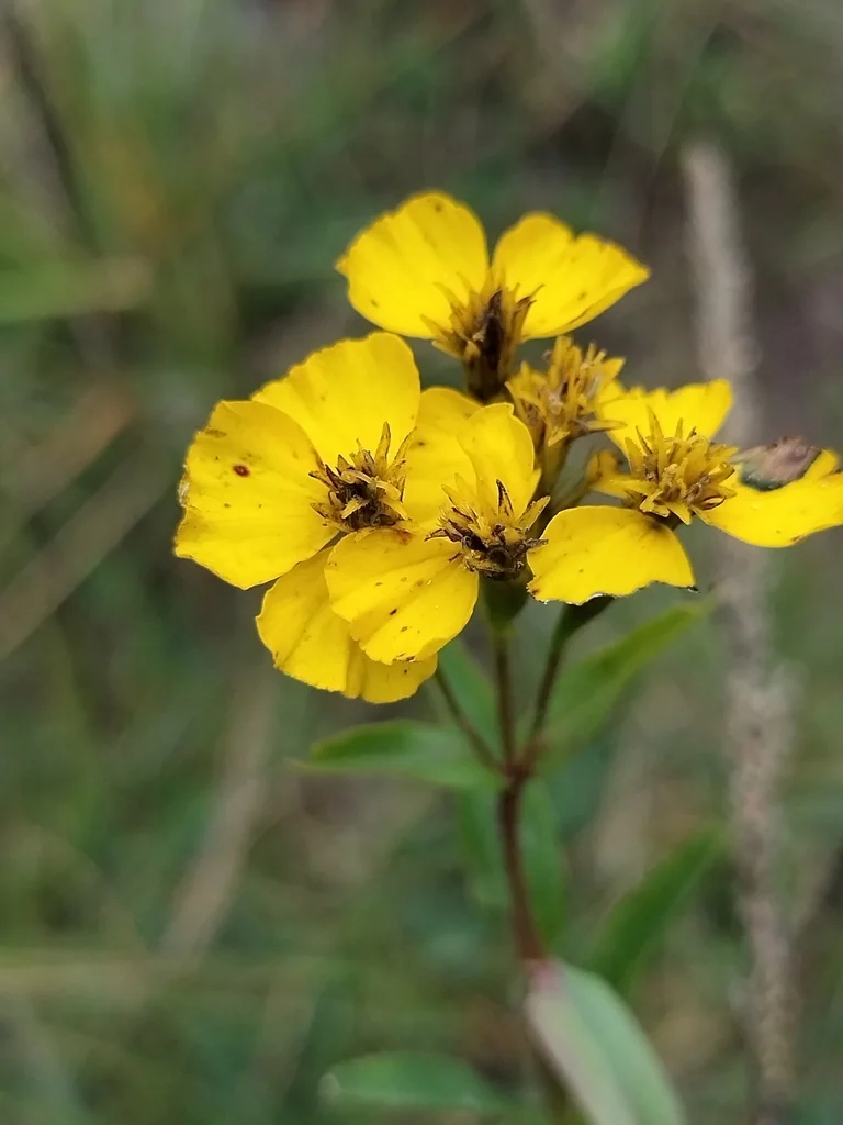 Tagetes Lucida