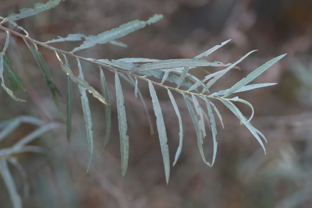 Salix Exigua