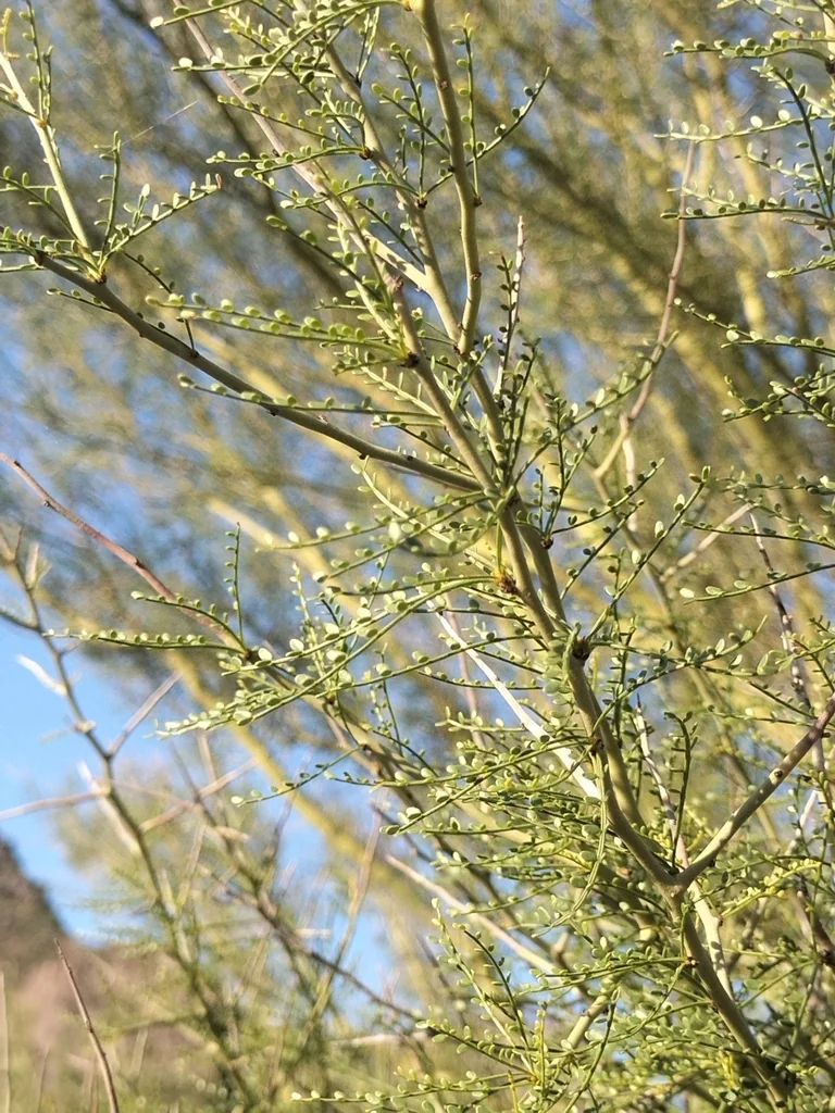 Parkinsonia Microphylla
