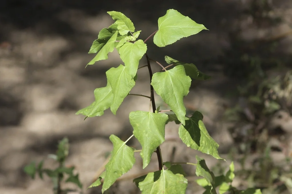 Venegasia Carpesioides