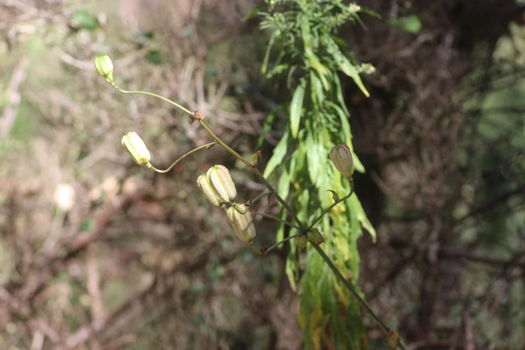 Lilium Humboldtii