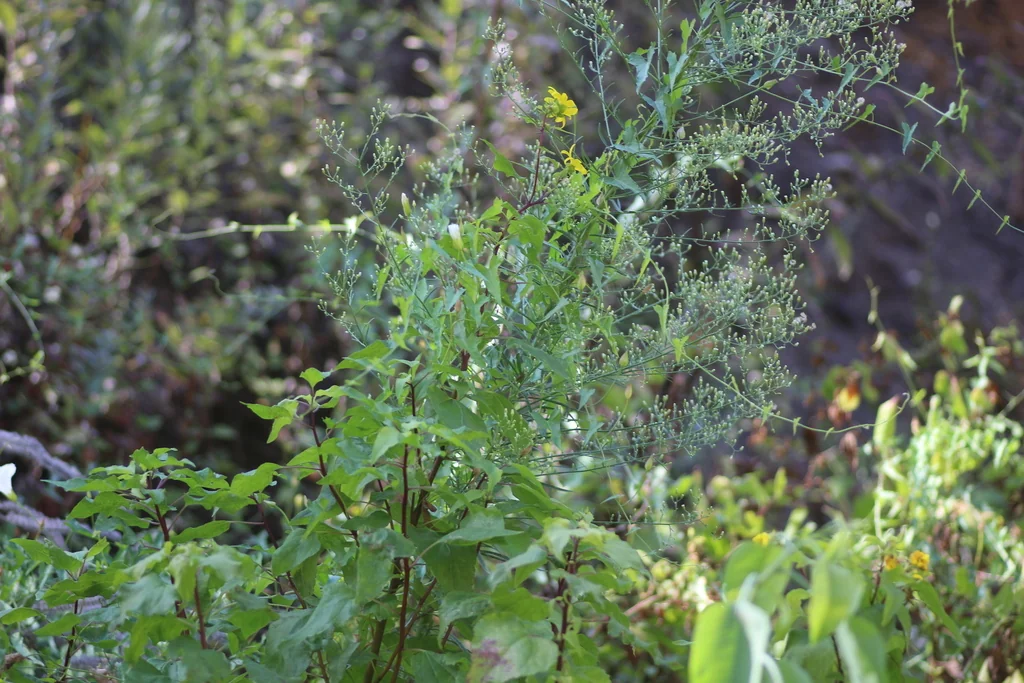 Venegasia Carpesioides