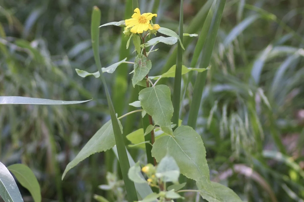 Venegasia Carpesioides
