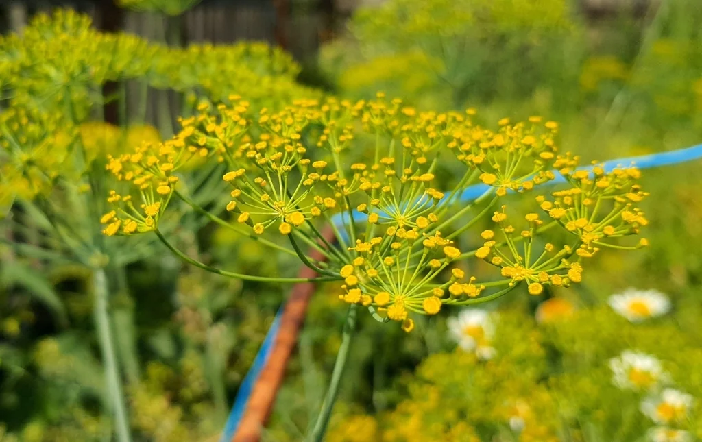 Anethum Graveolens