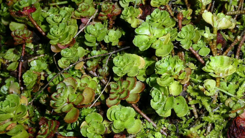Sedum spurium