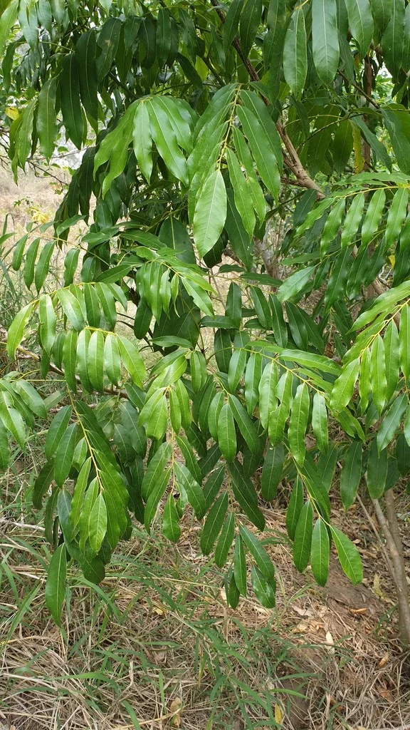 Castanospermum Australe