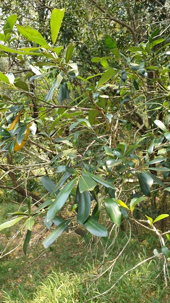 Tristaniopsis Laurina