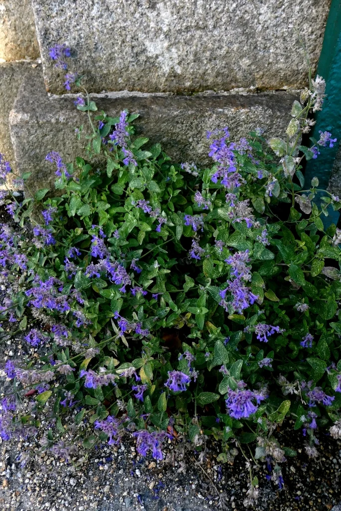 Nepeta Racemosa