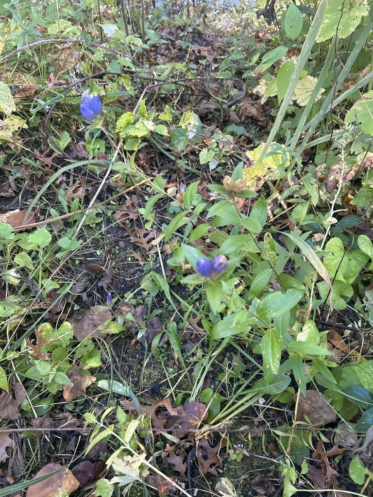 Gentiana Andrewsii