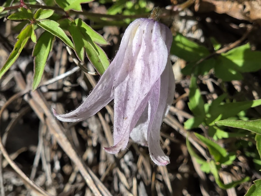 Clematis Columbiana