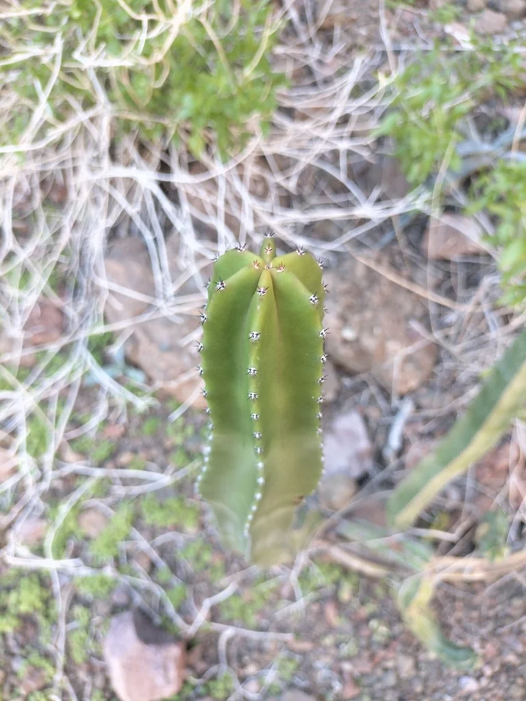 Pachycereus schottii