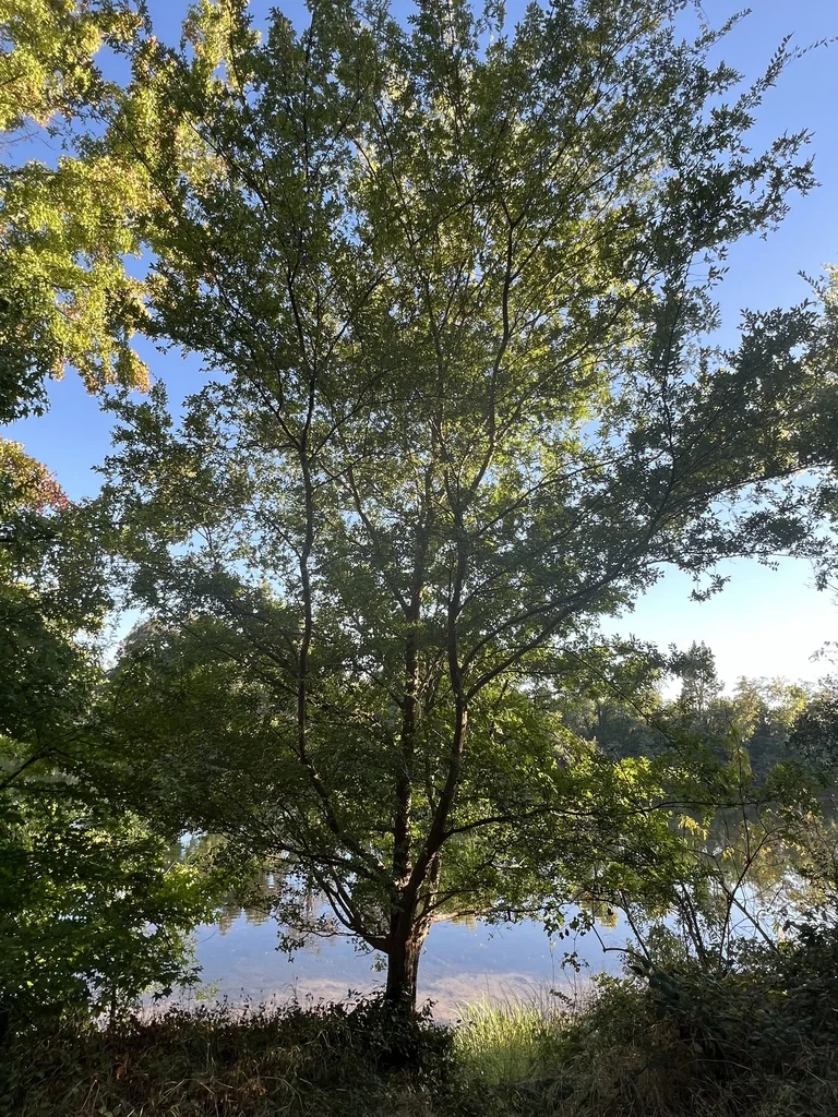 Ulmus Parvifolia